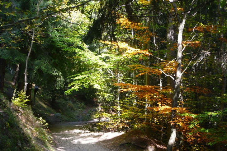 Herbstwaldweg
