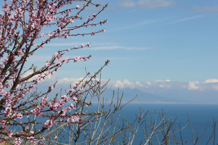Mandelbaumblüten Vesuv