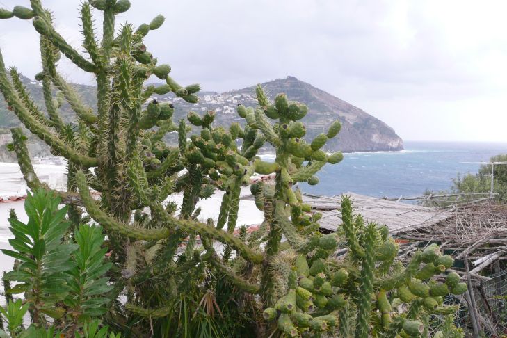 Cholla Kaktus