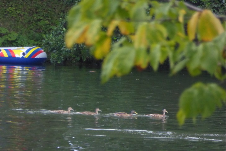 Familie Ente auf der Flucht