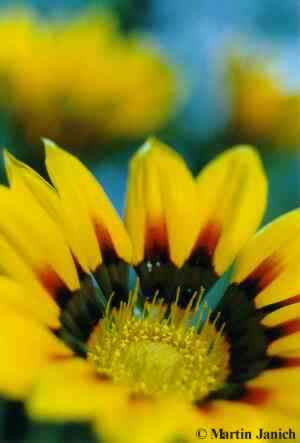 copyright Janich 10