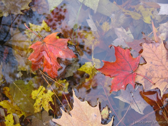 copyright Martin Janich 5